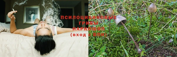индика Алексин